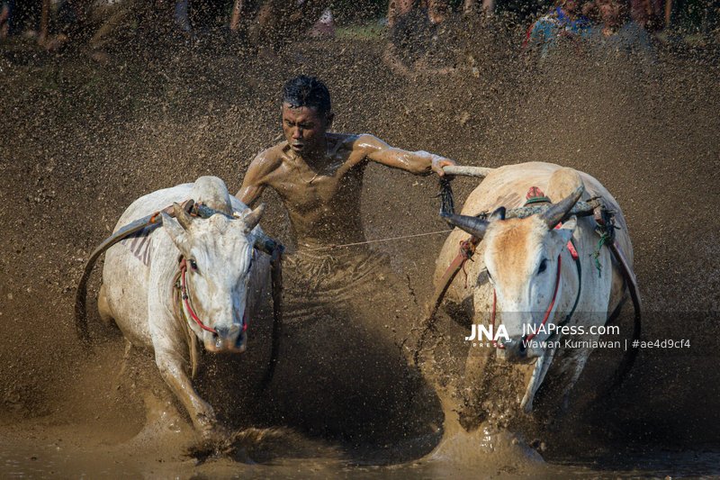 Indonesian Jockeys Race Cows in Annual Pacu Jawi Festival