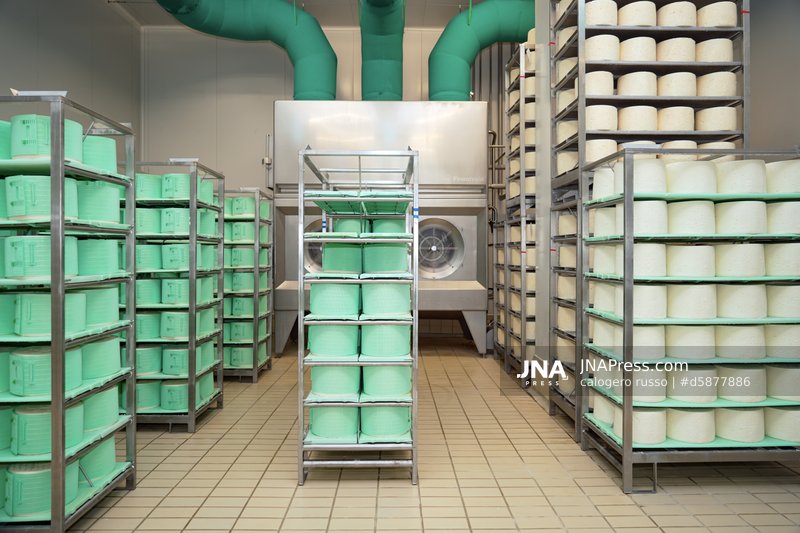 Inside Gorgonzola PDO: thirty years of European protection behind one of Italy's iconic cheeses