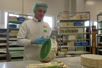 Inside Gorgonzola PDO: thirty years of European protection behind one of Italy's iconic cheeses