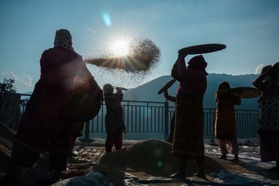 Paddy Harvest in Lalitpur