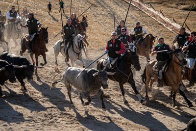 Traditional bull runs begin in Cuéllar, Spain