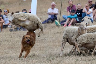 Sheepdogs compete during traditional Shepherd’s Day in Navarra