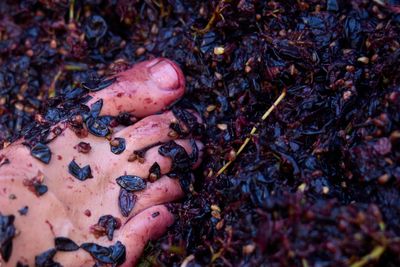 Traditional Grape Harvest Festival marks start of wine harvest in Navarra