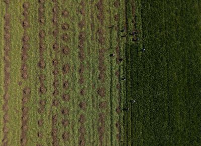 Sugar Beet Harvest Begins in Kayseri, Türkiye