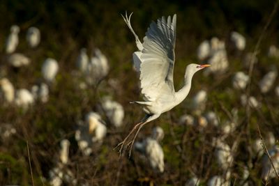 Great Egret (Ardea Alba) Habitat in Solok, West Sumatra, Indonesia