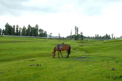 Nomadic Bakarwal Travels Through Kashmir Meadows During Seasonal Migration