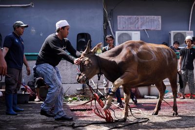 Muslims Prepare and Distribute Sacrificial Meat During Eid al-Adha in Jakarta